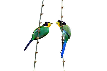 A couple of Long-tailed Broad-bill bird dangle on the bamboo branch, Isolated on white background with clipping path.の写真素材