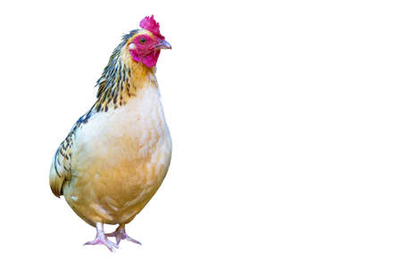 A hen is standing, Isolated on white background with clipping path and copy space.の写真素材