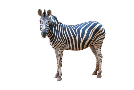 A zebra is standing, Isolated on white background.の写真素材