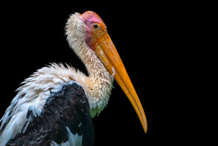 Painted Stork bird isolated on black background. With copy space.の写真素材