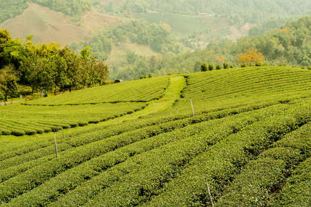 Tea plantationの写真素材