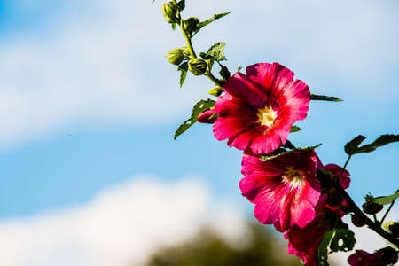 Hibiscus flowersの写真素材