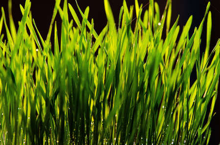 Wheatの写真素材