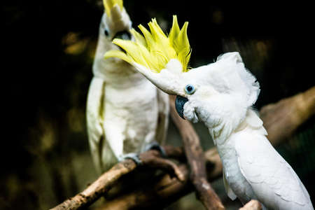 Cockatoo parrotの写真素材