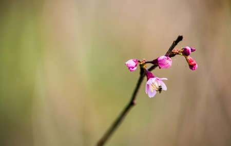Wild Himalayan Cherry in Chiang Rai Thailandの写真素材