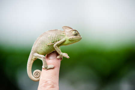 Chameleon dragon on handの写真素材