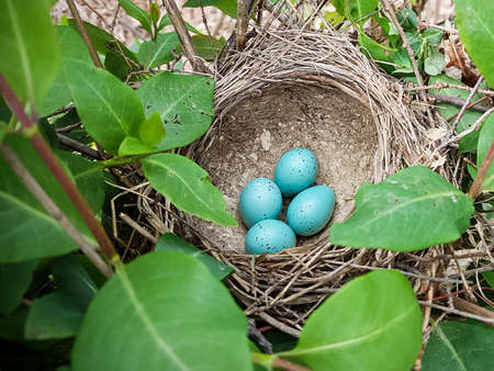 Nest of bird with five blue eggs. Turdus philomelos.