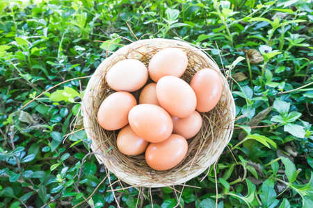 fresh eggの写真素材