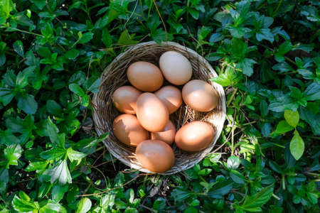 fresh eggの写真素材