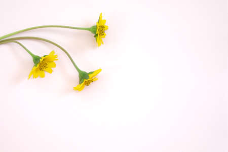 tiny flower old and vintage picture style