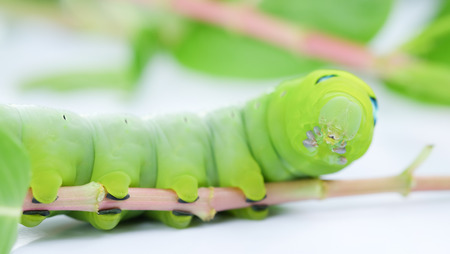 Green caterpillar