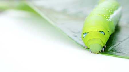 Green caterpillar