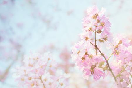 sweet pink flowerの写真素材