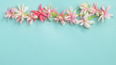 Little lovely spring pink flowers arranged as a line over light blue backgroundの写真素材