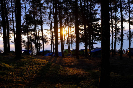 Camping tents in pine tree forest face to sunrise in the morningの写真素材