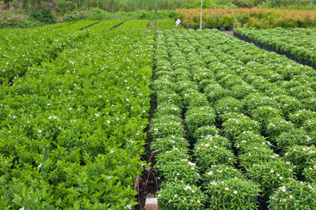 Breeding garden flowers,Greenhouse nursery の写真素材