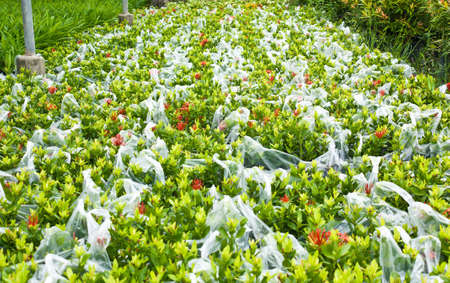 Greenhouse nursery,Ixora coccinea  L ,Ixora の写真素材