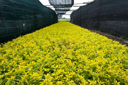 Flower gardens,Ornamental garden の写真素材