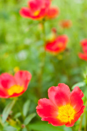 portulaca oleracea l,flowers red,rose mose の写真素材
