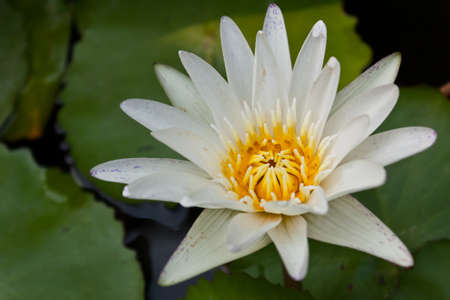White lotus の写真素材