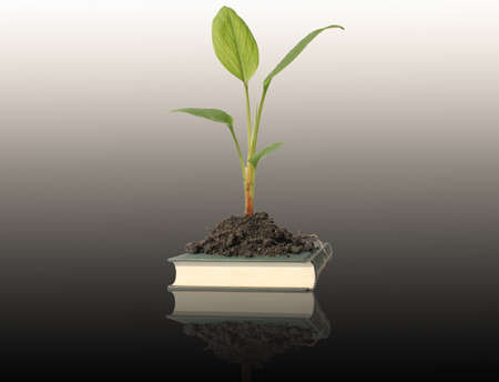 Open book with light bulb treeの写真素材