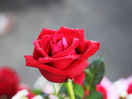 red roseの写真素材