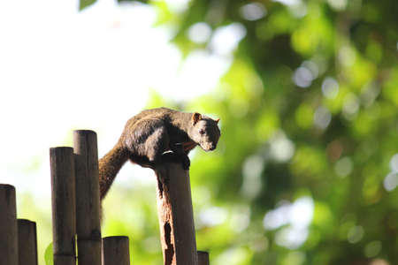 squirreの写真素材