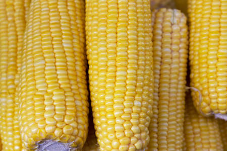 yellow cornの写真素材