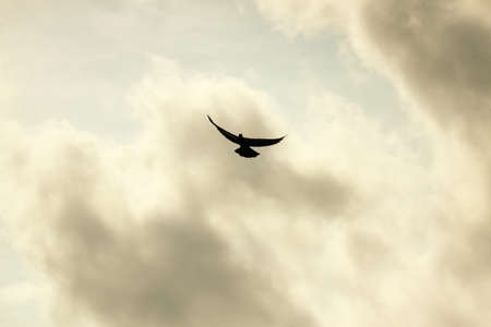 bird flying の写真素材