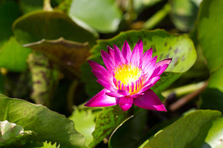 lotus flowerの写真素材