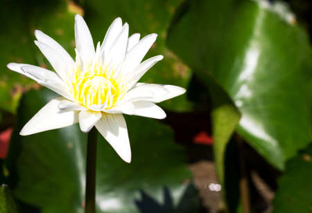 White lotus flowerの写真素材