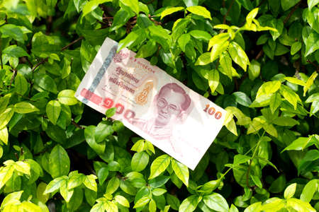 money of thailand 100 baht on green tree backgroundの写真素材