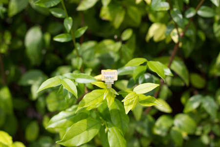 wireless lan cable on green tree background