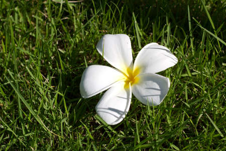 Frangipani flowers on greenの写真素材