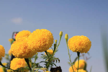 Marigold Yellow Flower field