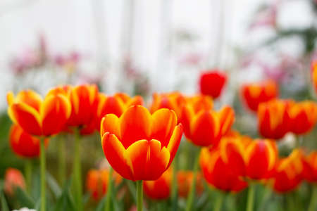 tulips with shallow depth of focus 