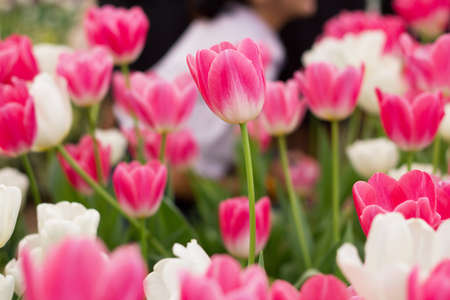 pink tulips blooming in a gardenの写真素材