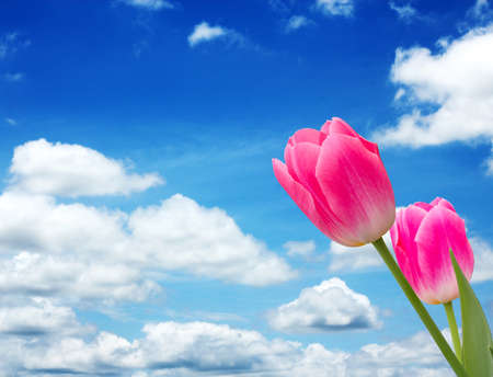 two tulips on blue skyの写真素材