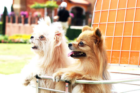 dogs on basket