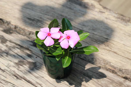 pink flowersの写真素材