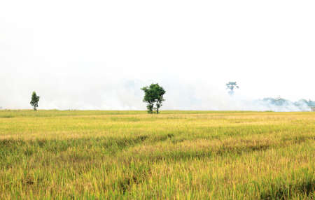  rice field の写真素材