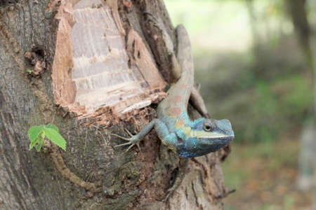 lizard on tree,in thailand の写真素材