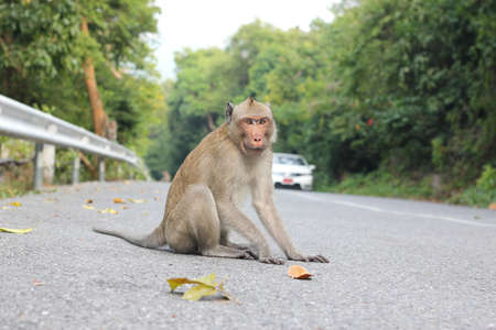 monkeyの写真素材