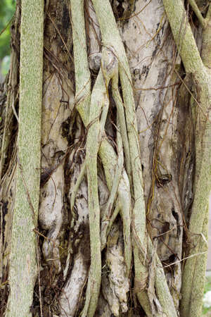 root of the tree
