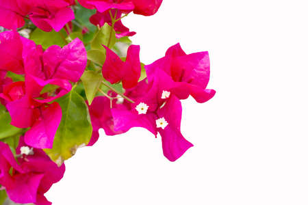 Isolated white background  Pink flowersの写真素材