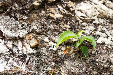 Green plant in the rocks wall
