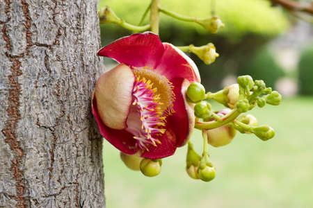canonball flower  Couroupita guianensis  の写真素材