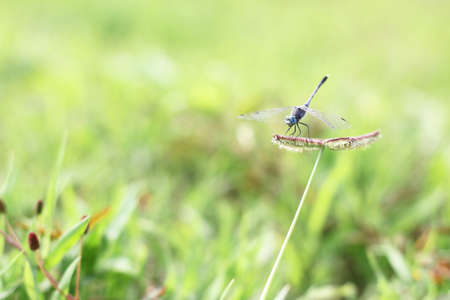 Dragonfly on grass with green backgroundの写真素材