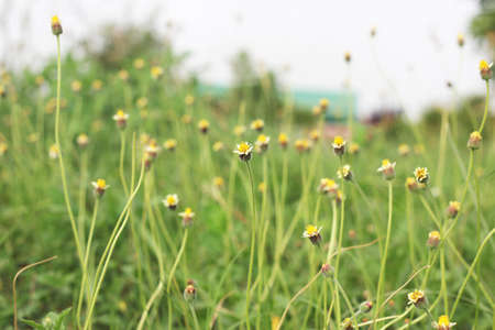 Flower on grass の写真素材