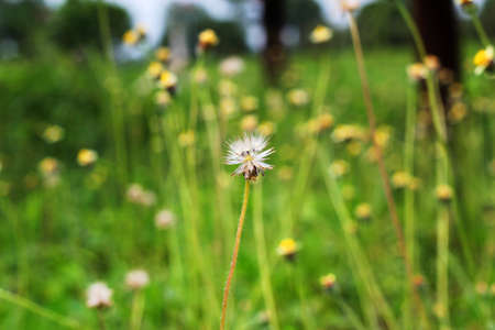 plants dandelions flower の写真素材